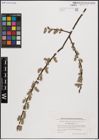 Foto von Salix cinerea L.